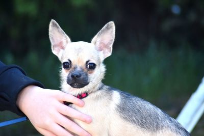 Midsection of woman with dog