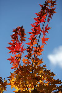 Low angle view of maple tree against sky