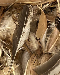 Full frame shot of feather