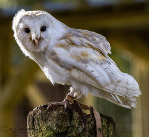Close-up of owl perching on wood