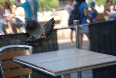 Bird perching on wood