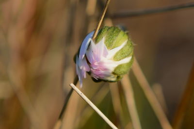 Close-up of purple flowering plant