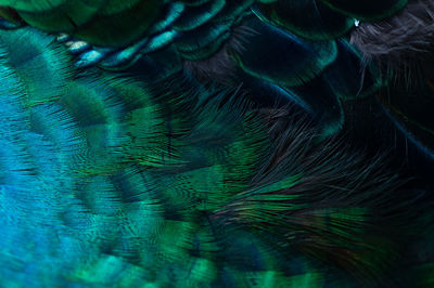 Close-up of peacock
