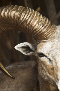 Close-up portrait of a horse