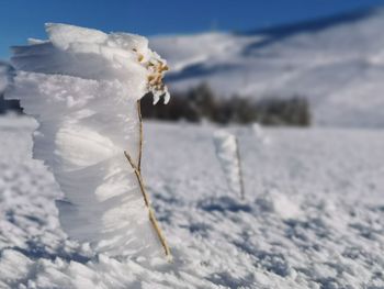 Freezed sculpture made of snow and wind