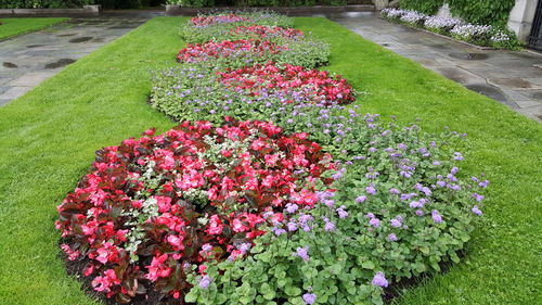 High angle view of pink flowers in garden