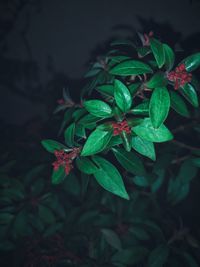 High angle view of flowering plant