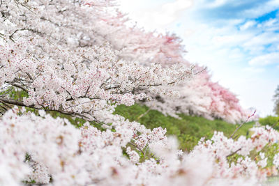 Close-up of pink cherry blossoms in spring