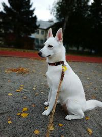 Beautiful white dog in autumn