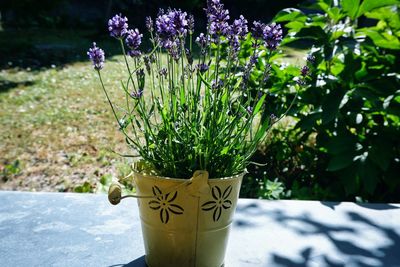 Close-up of potted plants in yard