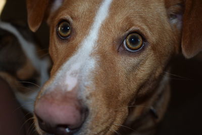 Close-up portrait of dog