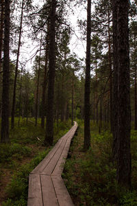 Footpath amidst trees in forest