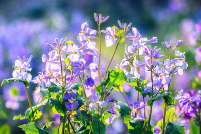 Close-up of purple flowers blooming outdoors