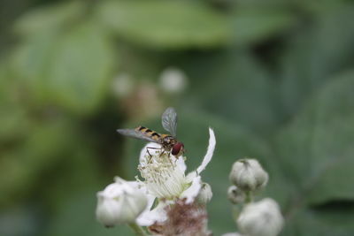 Close-up of insect on flower