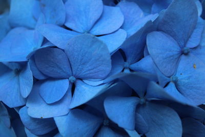 Close-up of purple flower