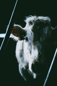 Close-up portrait of a cow