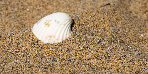 Close-up of seashell on sand