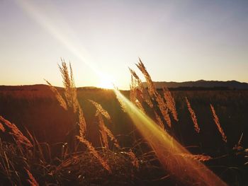 Scenic view of field against sky at sunset