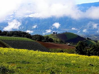 Scenic view of agricultural field against sky