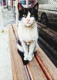 Portrait of cat sitting outdoors