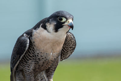 Close-up of eagle