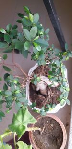 High angle view of small potted plant