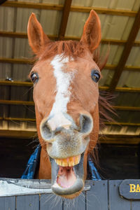 Thorough bred horse, ex race horse big cheesy grin, smile