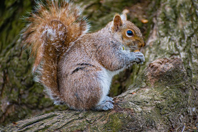 Close-up of squirrel