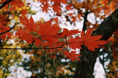 Close-up of maple leaves on tree