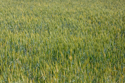 A young wheat field still green
