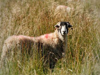 Portrait of herdwick sheep on grass. autumn uk.