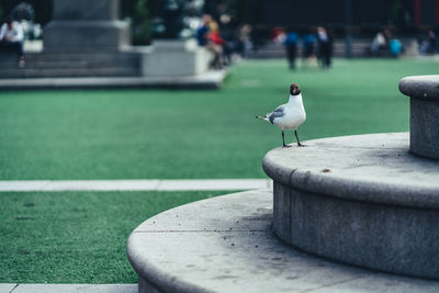 Seagull perching built structure at park