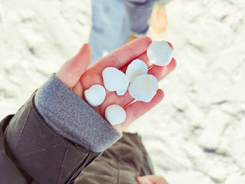 Close-up of hand holding seashells