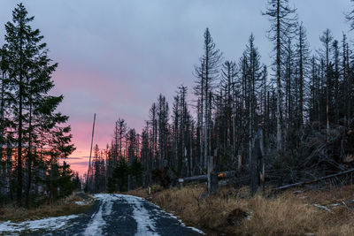 Road amidst trees in forest against sky at sunset