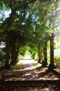 Trees in forest