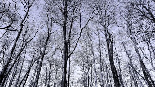 Low angle view of bare trees in forest