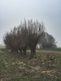 Bare trees on field against clear sky