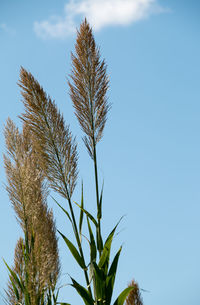 Low angle view of palm tree against blue sky