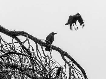 Low angle view of bird perching against clear sky