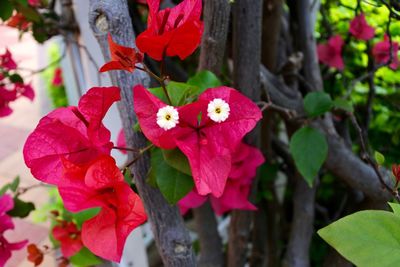 Close-up of pink flowers