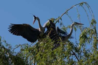 Low angle view of gray heron flying against sky