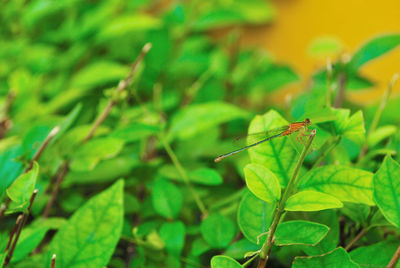 Close-up of insect on leaf