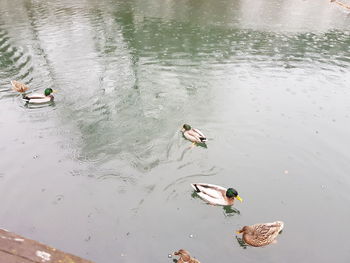 High angle view of mallard ducks swimming in lake