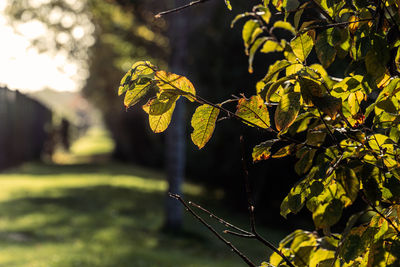 Close-up of leaves on tree