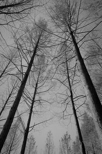 Low angle view of bare trees against the sky