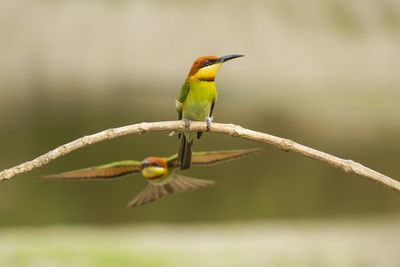 Close-up of bird perching on plant