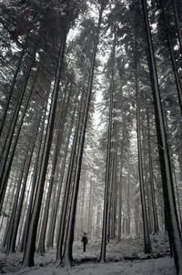 View of trees in forest