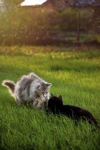 Cat looking away on field