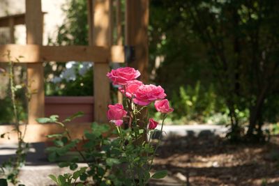 Close-up of pink flowers