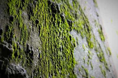 Close-up of moss growing on rock